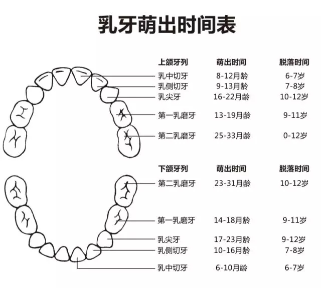 尚佳專業(yè)月嫂丨何時(shí)長(zhǎng)牙才算正常？